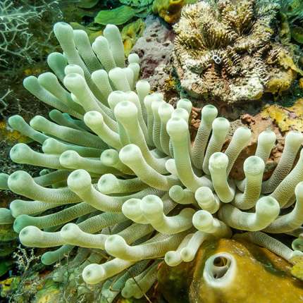 Diving In The Bay Of Trujillo